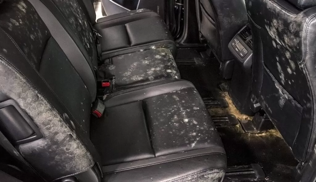 Bikin Kabin Jadi Bau dan Nggak Nyaman, Ini Cara Membersihkan Interior Mobil yang Berjamur