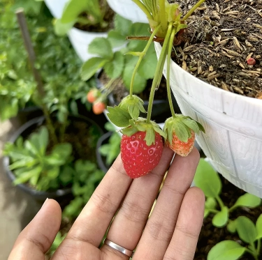 Perawatan Wajah Alami di Rumah: Stroberi Merawat Kulit Berjerawat, Cocok Dijadikan Jus hingga Masker