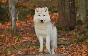 7 Ciri-ciri Kepribadian Lone Wolf yang Dikenal Individualis dan Terkesan Suka Menyendiri