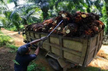 Penjelasan Gapki soal Pengusaha Sawit Dituding Belum Bayar Pajak Rp 300 Triliun, Berharap Bisa Bertemu Prabowo