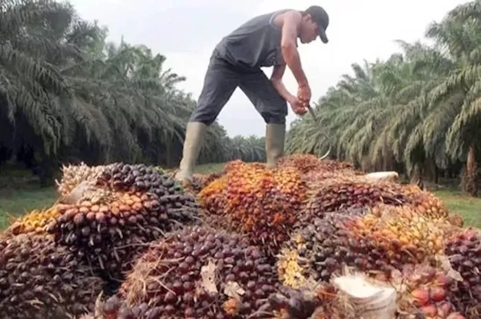 Pemanfaatan Biomassa untuk Co-Firing di PLTU Beri Peluang Ekonomi bagi Masyarakat