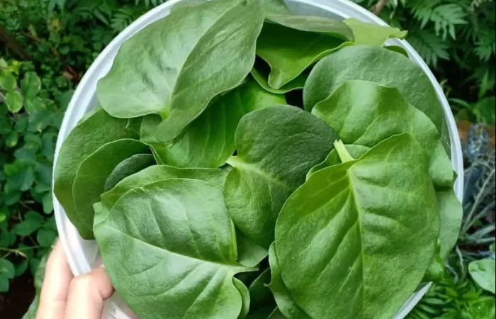 6 Manfaat Daun Binahong untuk Kesehatan yang Jarang Diketahui Banyak Orang, Simak!