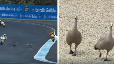 Balapan MotoGP Australia Terpaksa Dihentikan Gara-gara Sekawanan Angsa Mendarat di Tengah Trek