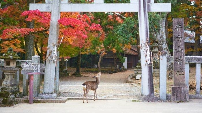 6 Tempat Wisata Terbaik di Nara Jepang: Kuil Todaiji, Rusa Liar, dan Pagoda Megah