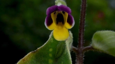 Bunga Berwajah Monyet Ditemukan di Thailand