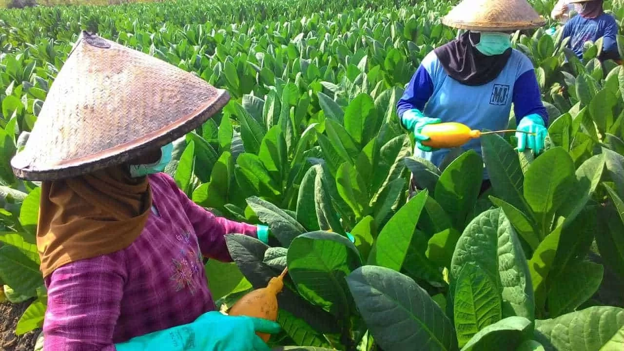 Unik dan Menarik! Intip Belajar Bertani dan Beternak Modern di Kursus Pertanian Taman Tani Salatiga