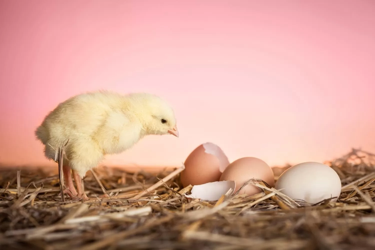 Ayam versus Telur, Mana yang Lebih Dulu? Begini Jawaban Sains
