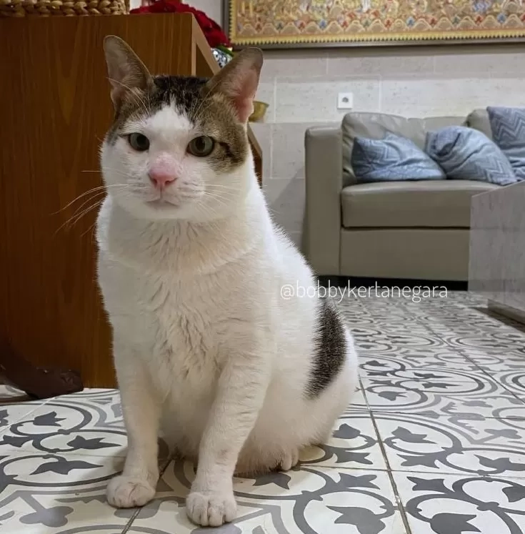 Ini Lho Bobby Kertanegara, Kucing Gemoy Peliharaan Presiden Prabowo yang Kini Ikut Tinggal di Istana