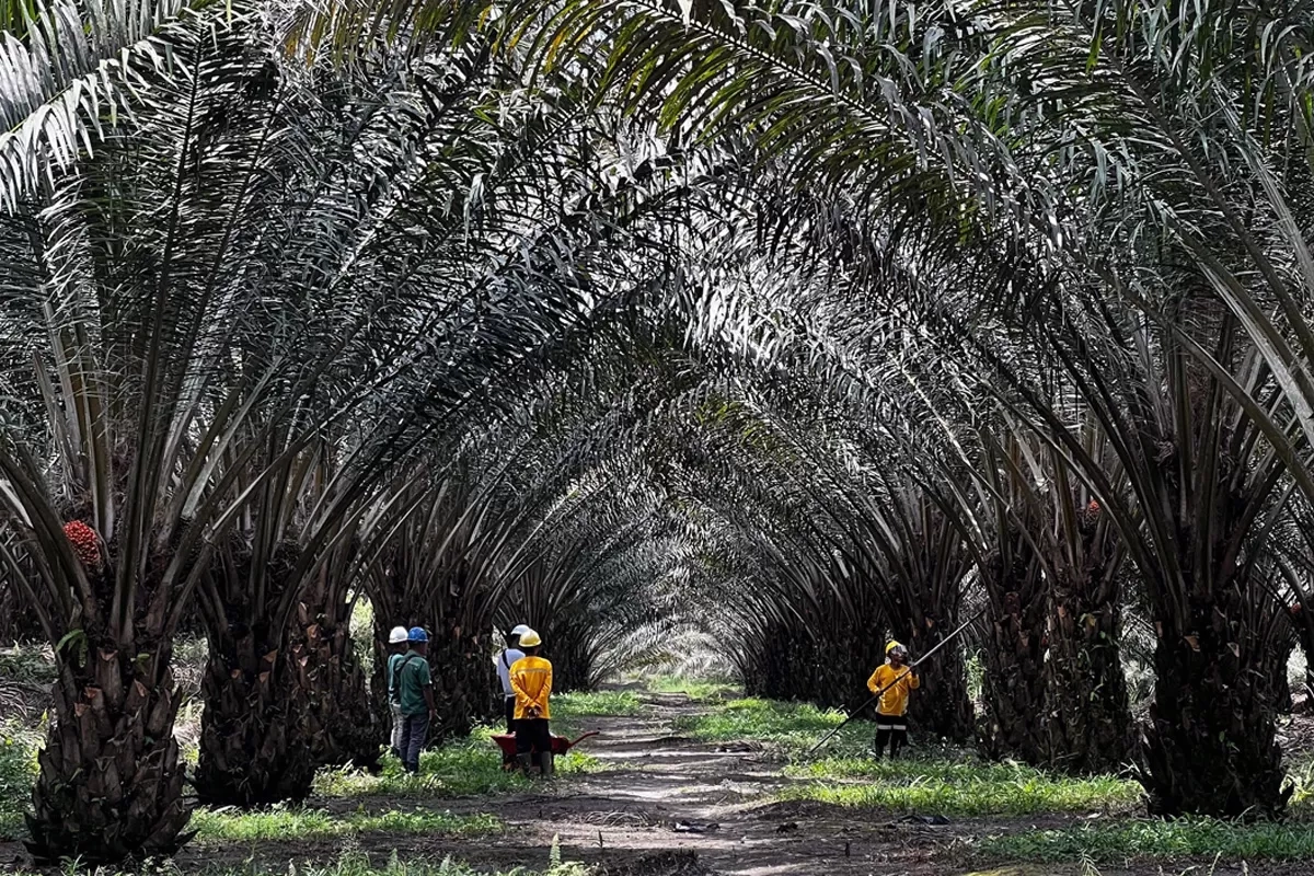 Ciptakan Klon Unggul Sawit, BRIN dan Astra Agro Kembangkan Kultur Jaringan