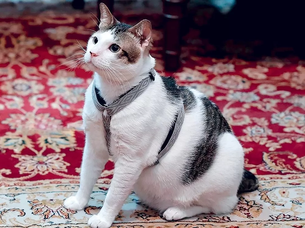 Kenalan dengan ”First Cat” Indonesia, Bobby Kertanegara Diminta Jadi Presiden Kucing