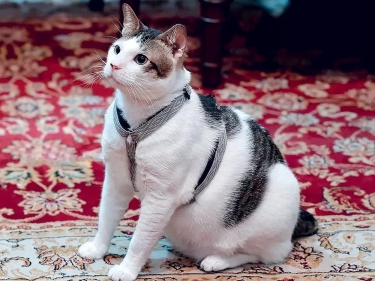 Kenalan dengan ”First Cat” Indonesia, Bobby Kertanegara Diminta Jadi Presiden Kucing