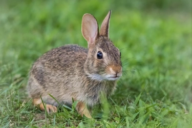 7 Rahasia Menciptakan Lingkungan Ideal untuk Kelinci: Aman, Nyaman, dan Menyenangkan di Dalam atau Luar Rumah