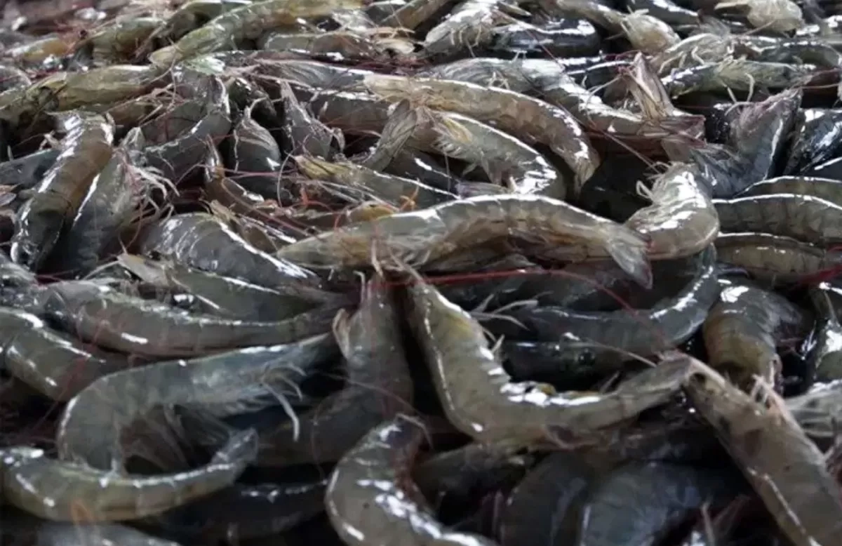 Ekspor Udang Indonesia ke Pasar Global Turun Sejak Tahun 2023, KKP Beberkan Penyebabnya