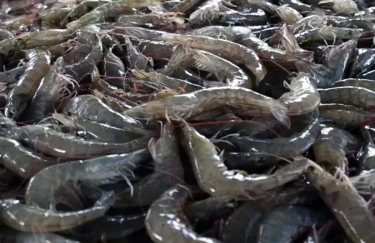 Ekspor Udang Indonesia ke Pasar Global Turun Sejak Tahun 2023, KKP Beberkan Penyebabnya