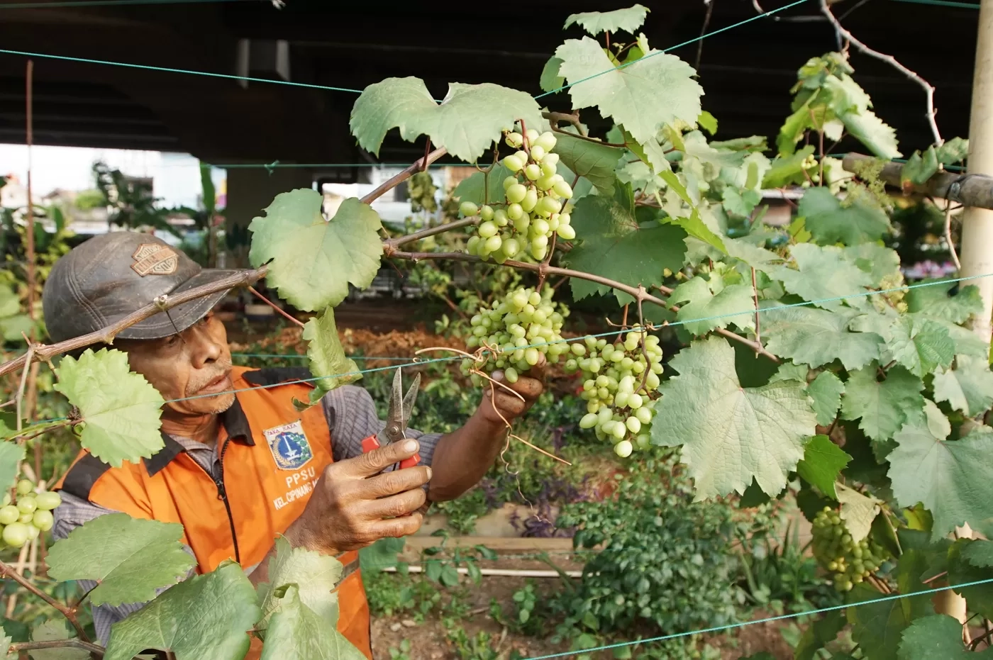Viral Anggur Shine Muscat Mengandung Zat Berbahaya, Thailand Beberkan 5 Temuan Ini