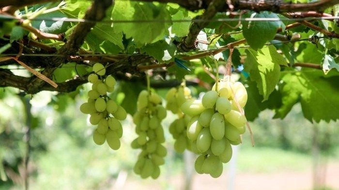 Anggur Shine Muscat Beracun dari China Beredar Bebas, BPOM Thailand Dituntut Tanggung Jawab