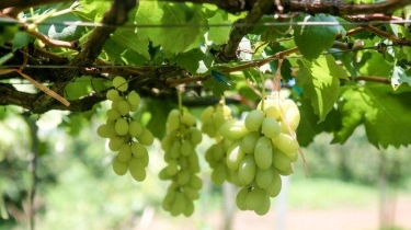 Anggur Shine Muscat Beracun dari China Beredar Bebas, BPOM Thailand Dituntut Tanggung Jawab