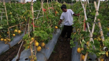 Perubahan Iklim dan Potensi Munculnya Penyakit Tanaman Dapat Mengancam Ketahanan Pangan Nasional
