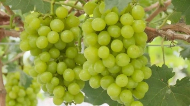 Anggur Hijau Shine Muscat Dinyatakan Aman Dikonsumsi