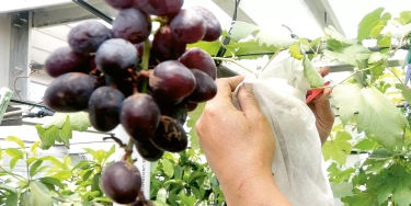 10 Buah dengan Kandungan Gula Tertinggi: Kenali Manfaat dan Tips Konsumsi bagi Penderita Diabetes