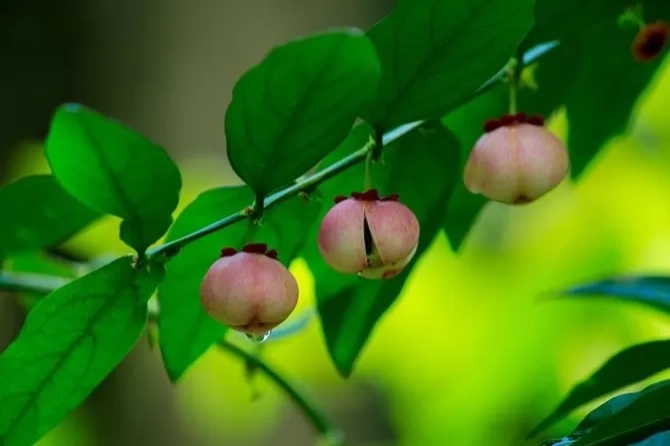 5 Manfaat Daun Katuk Untuk Kesehatan, Salah Satunya Bermanfaat Untuk Ibu Hamil