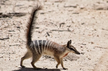 8 Fakta Unik Mengenai Hewan Numbat Australia yang Terancam Punah, Salah Satunya Ahli Berkamuflase