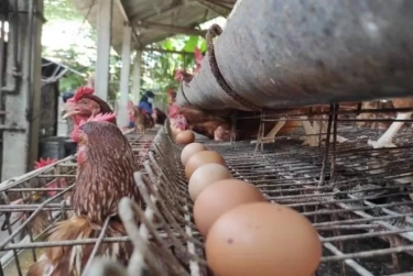 Kesejahteraan Hewan dalam Sorotan, 50 Perusahaan di Asia Terancam Gagal Penuhi Komitmen Bebas Sangkar pada 2025