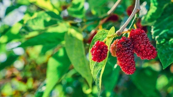 6 Manfaat Daun Mulberry atau Murbei Bagi Kesehatan, Mampu Dukung Kesehatan Hati