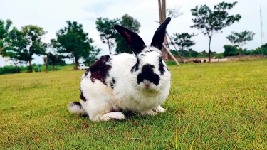 Tingkah Lucu dan Bahasa Tubuh Kelinci Cing Cing: Bombastic Side Eyes Tanda Ngambek, Mode Manja Nempelin Badan