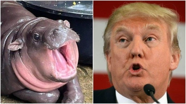 Moo Deng Kuda Nil Viral Thailand Prediksi Donald Trump Menang Pilpres AS 2024