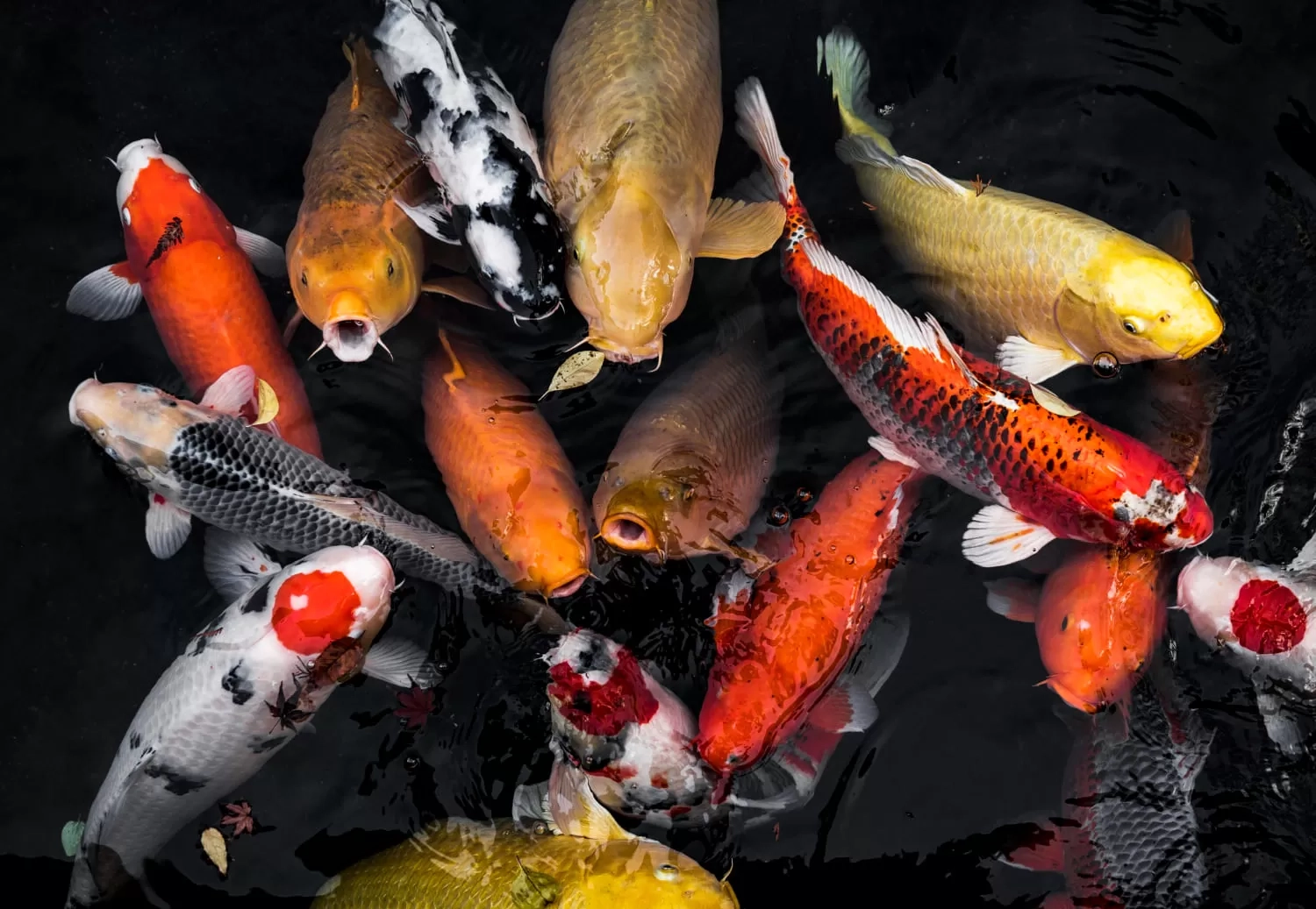 10 Hewan yang Bisa Membawa Keberuntungan dan Kemakmuran Menurut Feng Shui, Apa Saja?