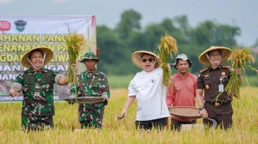 TNI AD Bantu Petani Garap 15 Hektar Lahan Tidur, Kini Panen Raya Padi Capai 10 Ton Per Hektar