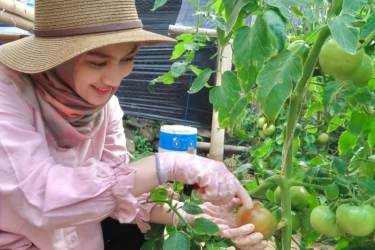 Cara Daftar Petani Milenial 2024 Secara Online Serta Persyaratannya, mentan Janjikan Pendapatan Rp 10 Juta per Bulan 