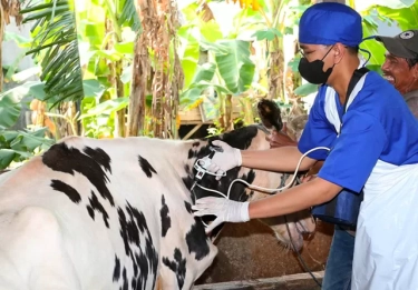 Walau Siap Serap Bahan Baku Susu dari Peternak Lokal, Asosiasi Industri Pengolahan Ungkap Alasan Ambil dari Luar Negeri
