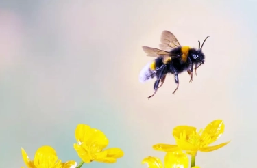 Gara-gara Lebah, Meta Induk Perusahaan Facebook Gagal Bangun Pusat Data AI Bertenaga Nuklir Pertamanya