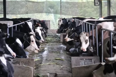 Impor Susu RI Tembus 257.300 Ton atau Naik 7,07 Persen, Paling Banyak dari Selandia Baru