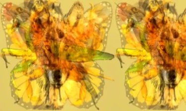 Hewan Apakah yang Pertama Kali Anda Lihat? Gambar Ilusi Optik Ini Cerminkan Kepribadian Dominan Anda, Simak!