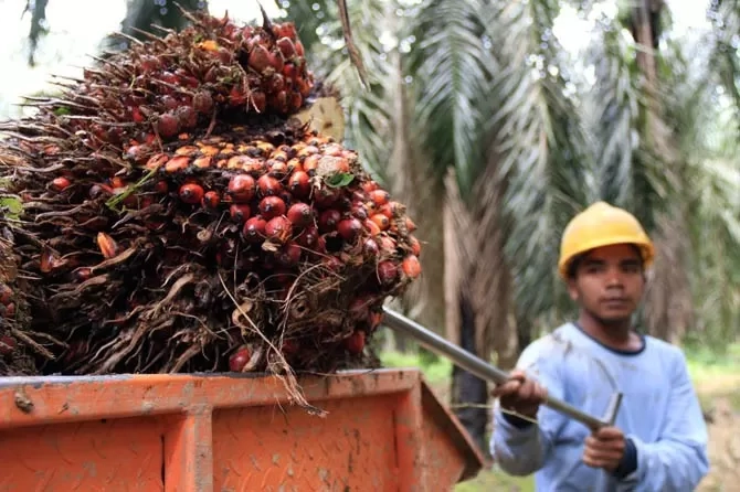 GAPKI Sarankan Badan Khusus untuk Perbaiki Tata Kelola Industri Sawit