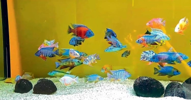 Sensasi Memelihara African Cichlid, Ikan Hias Cantik yang Mengenali Pemiliknya