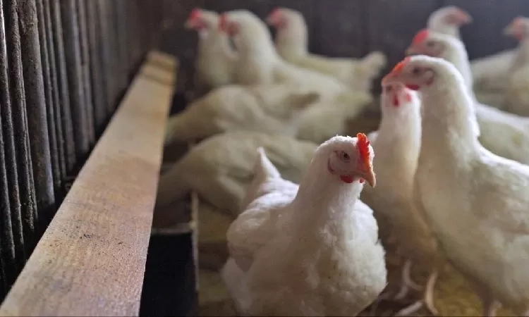 Wabah Flu Burung Pertama sejak Desember Ditemukan di Belanda