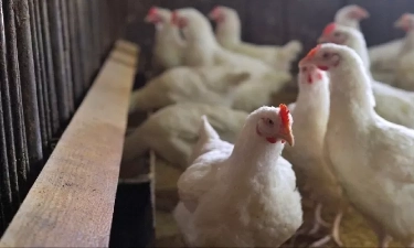 Wabah Flu Burung Pertama sejak Desember Ditemukan di Belanda