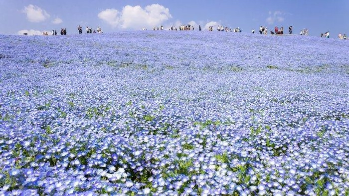 5 Taman Bunga Terbaik di Jepang, Intip Pesona Hitachi Seaside Park