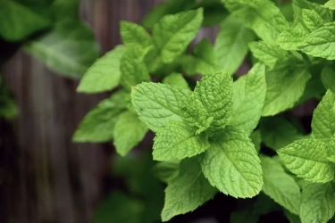 Dari Kesehatan hingga Kecantikan: Inilah 5 Manfaat Daun Mint, Salah Satunya Cegah Jerawat
