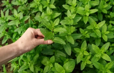 Mengandung Banyak Vitamin: 4 Manfaat Daun Mint yang Masih Jarang Diketahui, Salah Satunya Cegah Keracunan