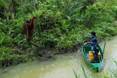 Pemerintah Tegaskan Dukung Upaya Pelestarian Orang Utan dan Beruang Madu yang Terancam Punah di Kalimantan