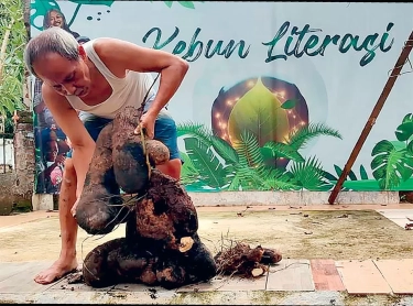 Sutejo Sukses Bertanam Uwi Jumbo, Bibit Ditempatkan di Area Lembab, Media Tanam Dicampur Sekam