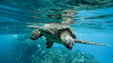 3 Orang Meninggal dan 32 Lainnya Dirawat di Rumah Sakit Filipina setelah Mengonsumsi Penyu Laut