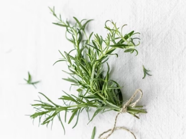 6 Manfaat Kesehatan dari Tanaman Herbal Rosemari: Menurunkan Gula Darah, Anti Kanker, dan Menumbuhkan Rambut