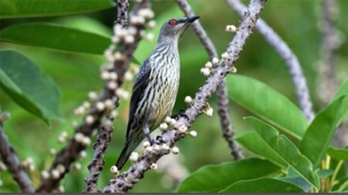 Burung Gagak Indonesia yang Langka Ditemukan Hadir di Okinawa Jepang