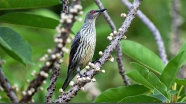 Burung Gagak Indonesia yang Langka Ditemukan Hadir di Okinawa Jepang